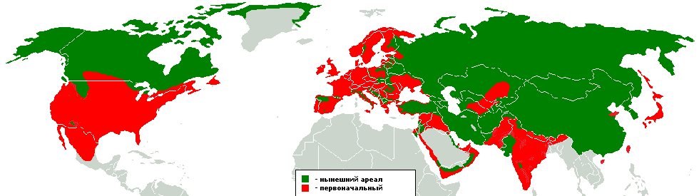 Ареал и места обитания волка