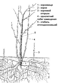 Малина садовая - Rubus idaeus hort