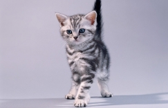 Увеличить изображение Американская короткошерстная кошка: всё о породе — характер, уход, содержание, котята и стоимость Американская короткошерстная кошка: всё о породе — характер, уход, содержание, котята и стоимость