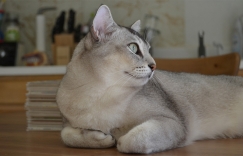 Увеличить изображение Самый красивый кот в мире Самый красивый кот в мире