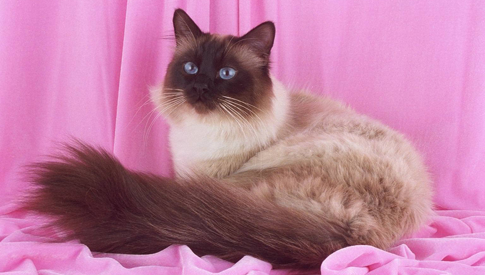 Балинезийская кошка