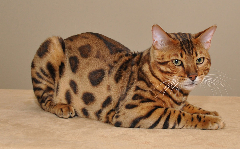 Бенгальская кошка