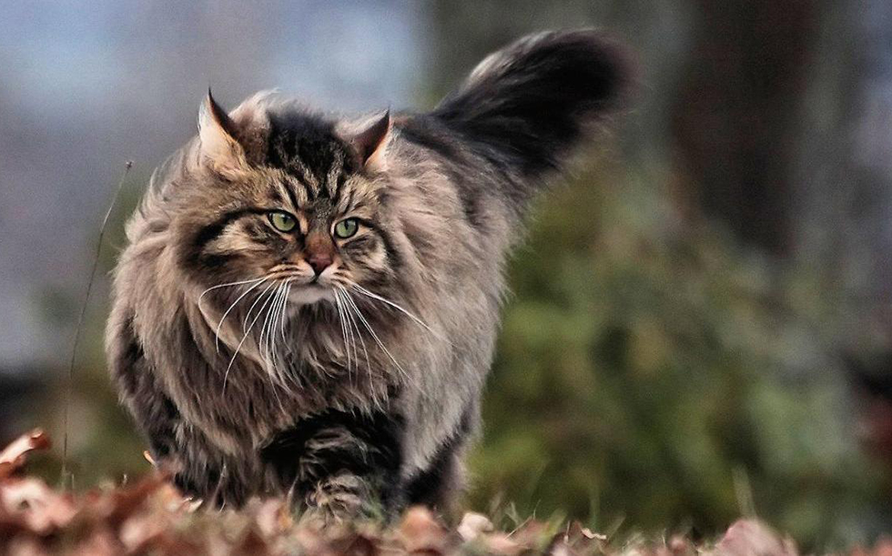 Сибирская кошка: описание породы, характер, уход, здоровье, котята и цена