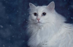 Увеличить изображение Турецкая ангорская кошка (турецкая ангора): описание породы, характер, уход, здоровье, котята и цена Турецкая ангорская кошка (турецкая ангора): описание породы, характер, уход, здоровье, котята и цена
