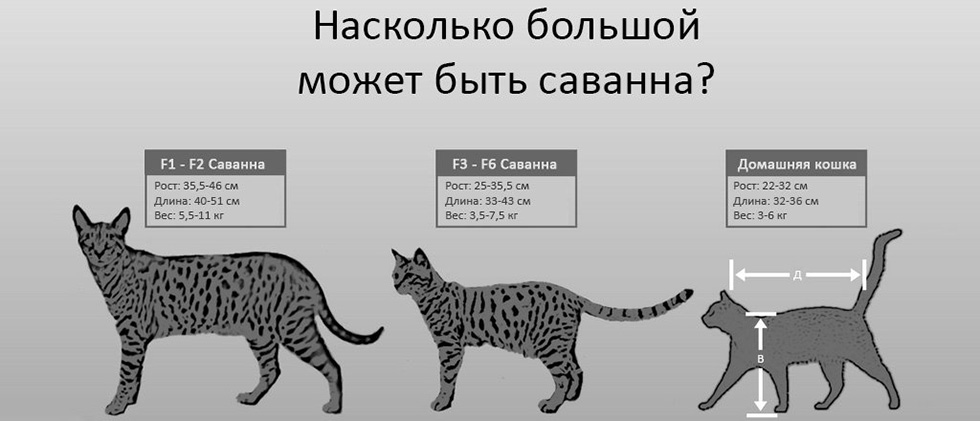 Какой размер бывает у саванн