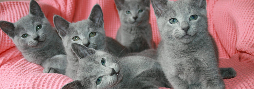 Русская голубая кошка