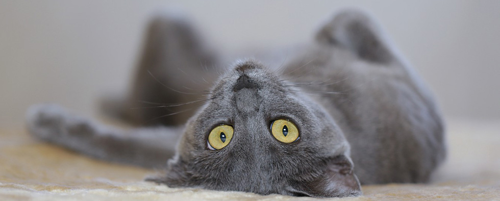 Русская голубая кошка
