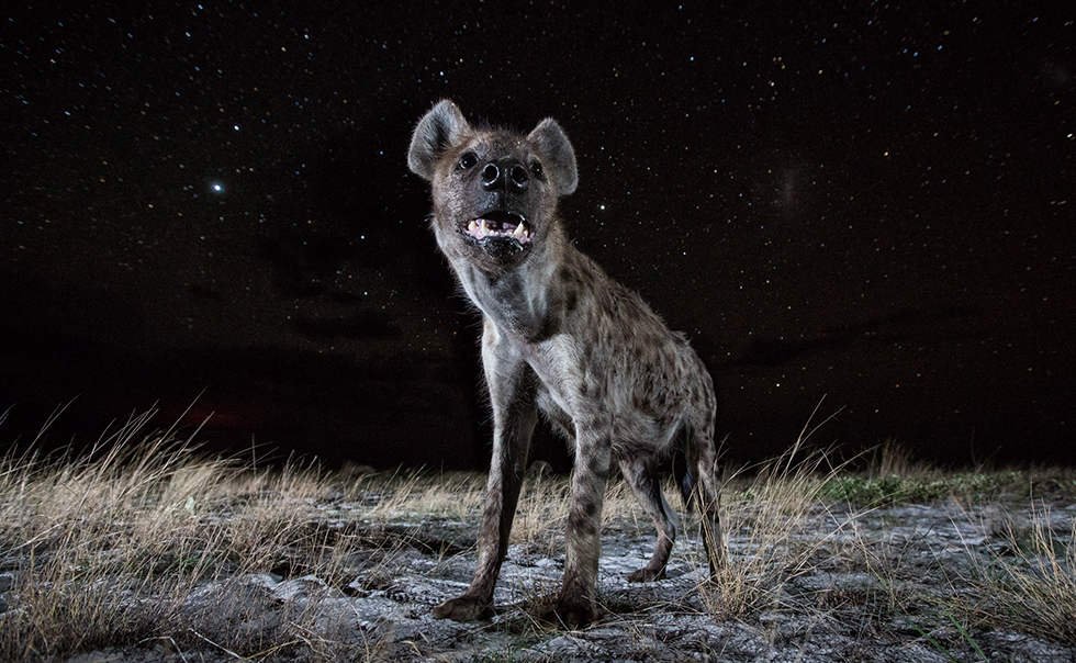 Пятнистая гиена (Hyaena hyaena)