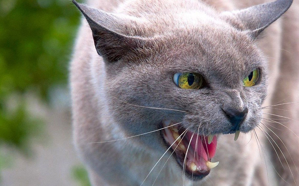 Что не любят кошки больше всего?