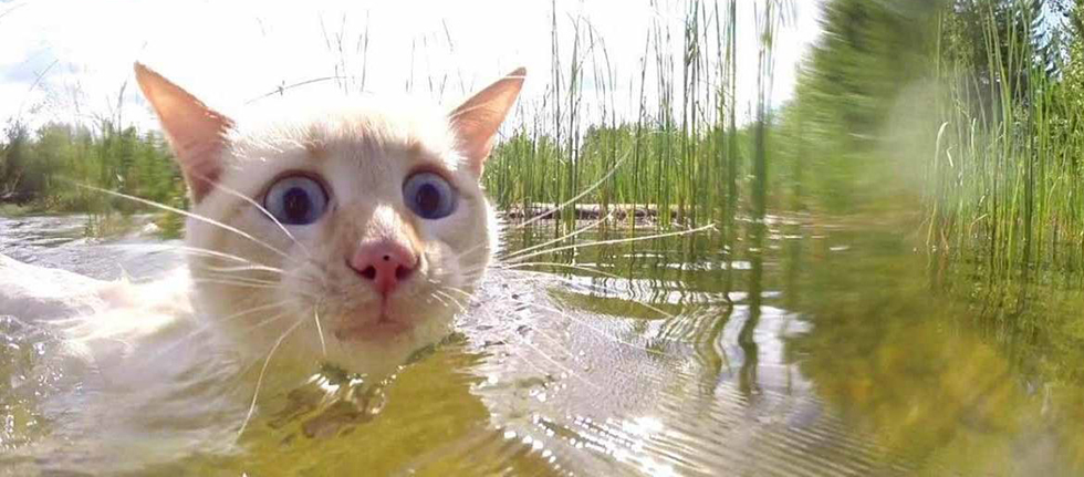 Кошка и вода