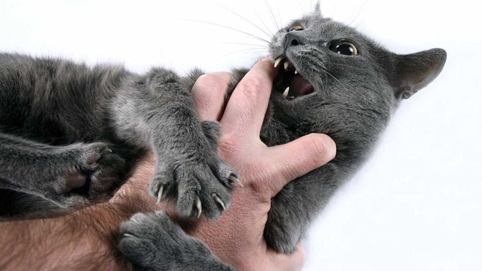 Кошки и грубые ласки