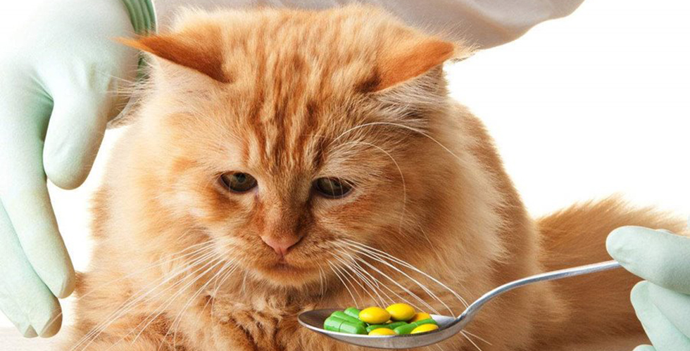 Кошки и невкусные таблетки