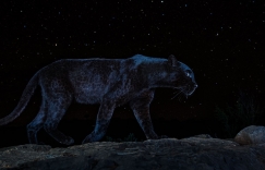 Увеличить изображение Пантера Пантера