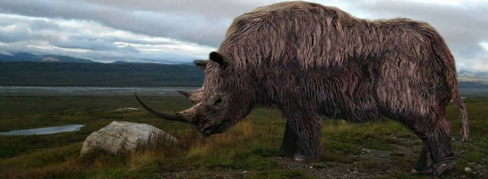 Шерстистый носорог, или волосатый носорог