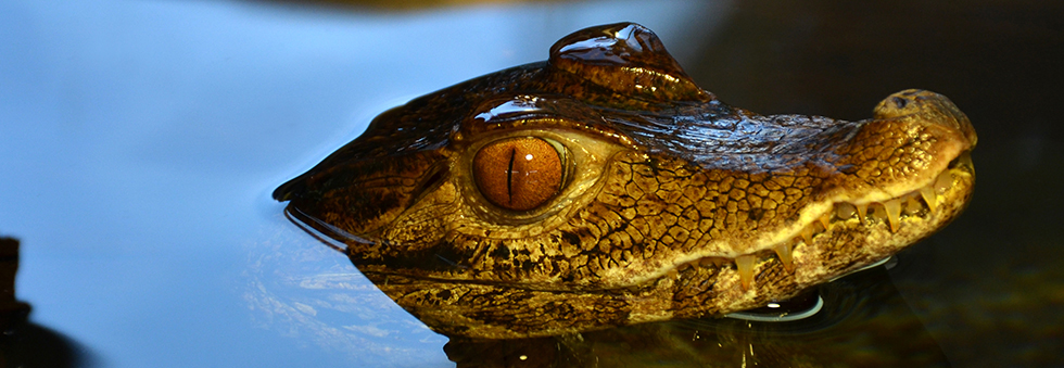 Гладколобый кайман Шнайдера (лат. Paleosuchus trigonatus)