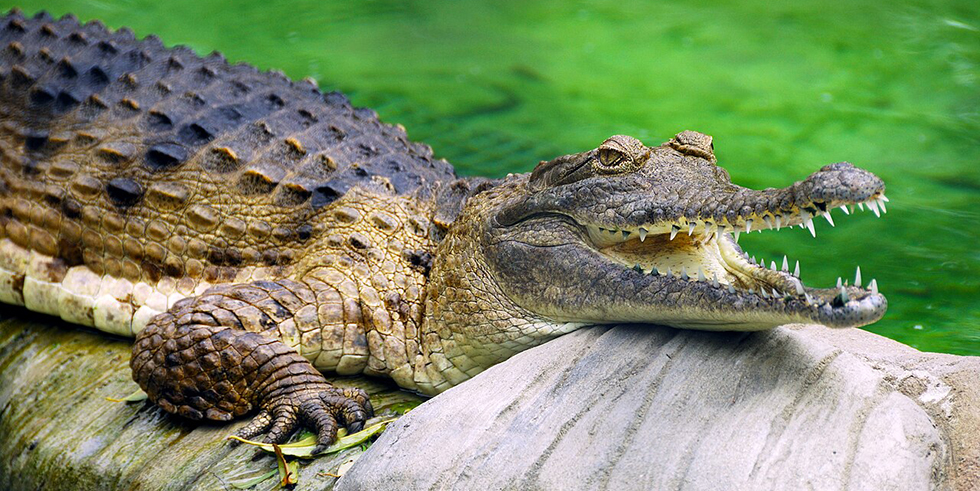 Пресноводный крокодил, Crocodylus johnstoni, Австралийский пресноводный крокодил, крокодил Джонстона, фреши