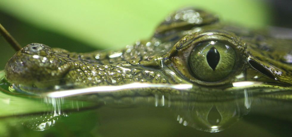 Crocodylus mindorensis