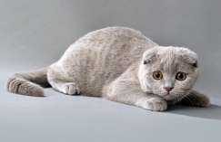 Увеличить изображение Шотландская вислоухая кошка (скоттиш-фолд): описание породы, характер, уход, содержание, цена и как выбрать котёнка Шотландская вислоухая кошка (скоттиш-фолд): описание породы, характер, уход, содержание, цена и как выбрать котёнка