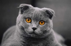 Увеличить изображение Шотландская вислоухая кошка (скоттиш-фолд): описание породы, характер, уход, содержание, цена и как выбрать котёнка Шотландская вислоухая кошка (скоттиш-фолд): описание породы, характер, уход, содержание, цена и как выбрать котёнка