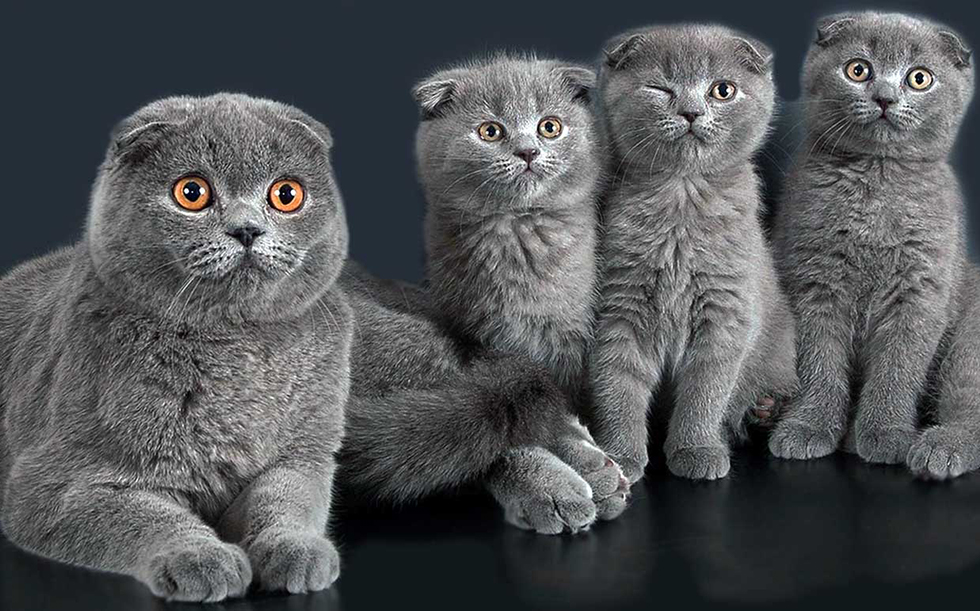 Шотландская вислоухая кошка (скоттиш-фолд): описание породы, характер, уход, содержание, цена и как выбрать котёнка