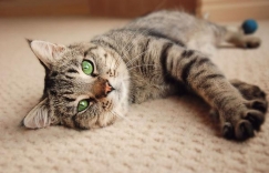 Увеличить изображение Язык котов Язык котов