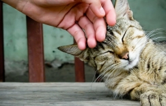 Увеличить изображение Язык котов Язык котов