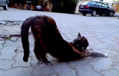 Увеличить изображение Язык котов Язык котов