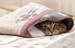 Увеличить изображение Язык котов Язык котов