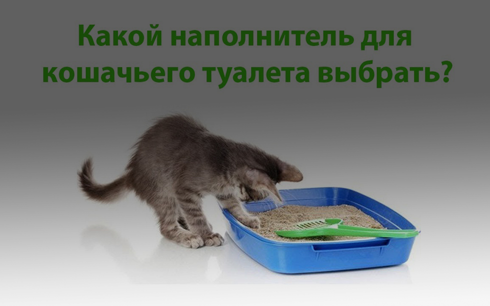 Как выбрать наполнитель для кошачьего лотка?