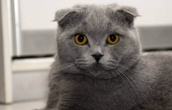 Увеличить изображение Британская vs шотландская кошка - отличия, характер и кого выбрать Британская vs шотландская кошка - отличия, характер и кого выбрать