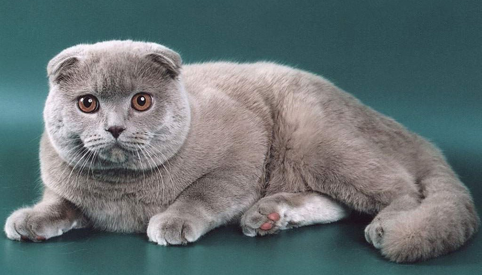 Шотландская вислоухая и прямоухая кошка различия внешности