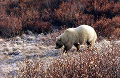 Увеличить изображение Флора и фауна Северной Америки