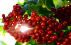 Увеличить изображение Калина Калина