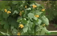 Увеличить изображение Чистотел Чистотел