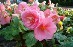 Увеличить изображение Бегония Бегония